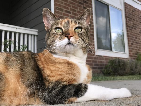 /Images/uploads/Humane Society of Utah/HSU2018/entries/4104thumb.jpg